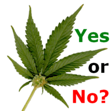 marijuana-plant-yes-or-no