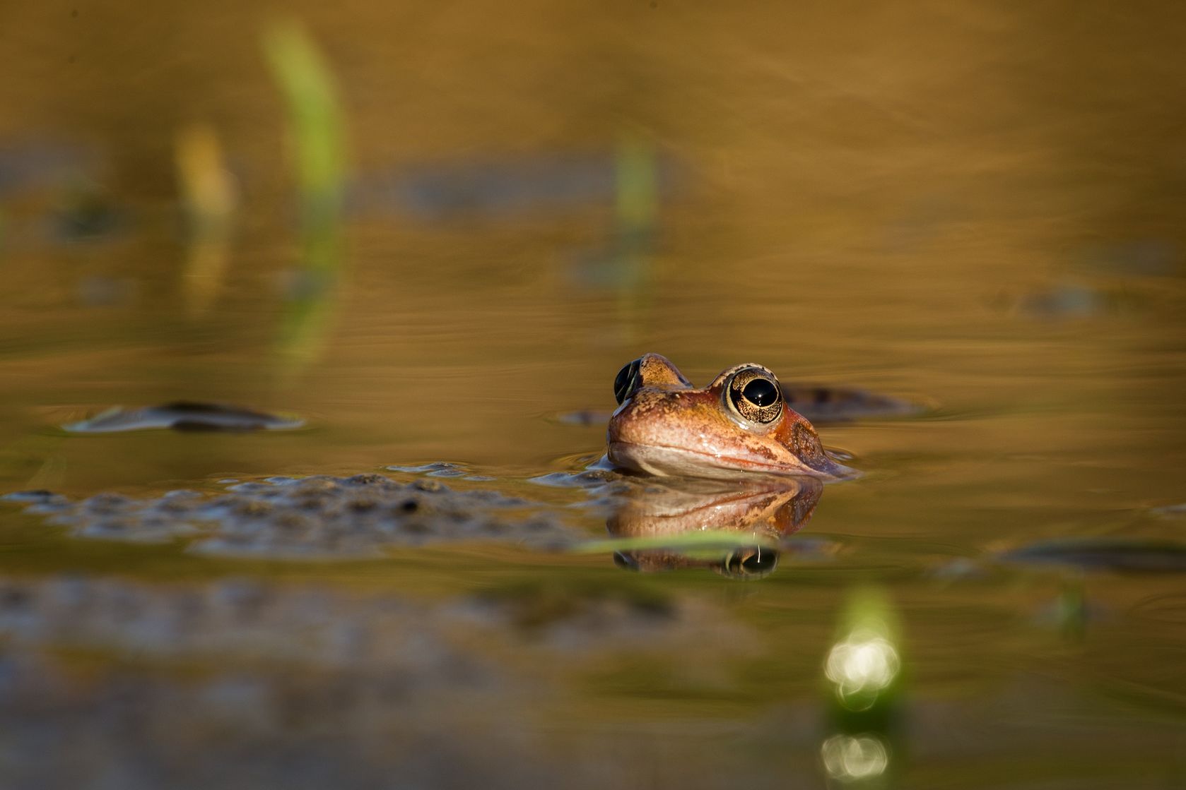 phantom of the frog pond