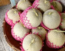 38451562 - fresh cantaloupe for sale at the market