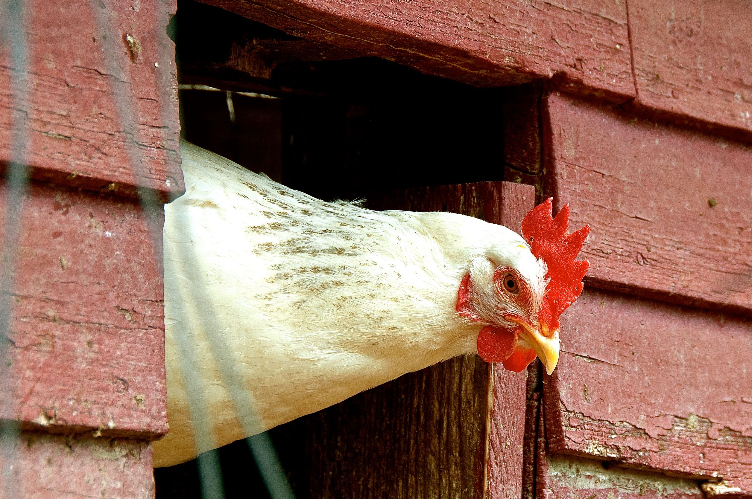 A hen looks out from the henhouse.